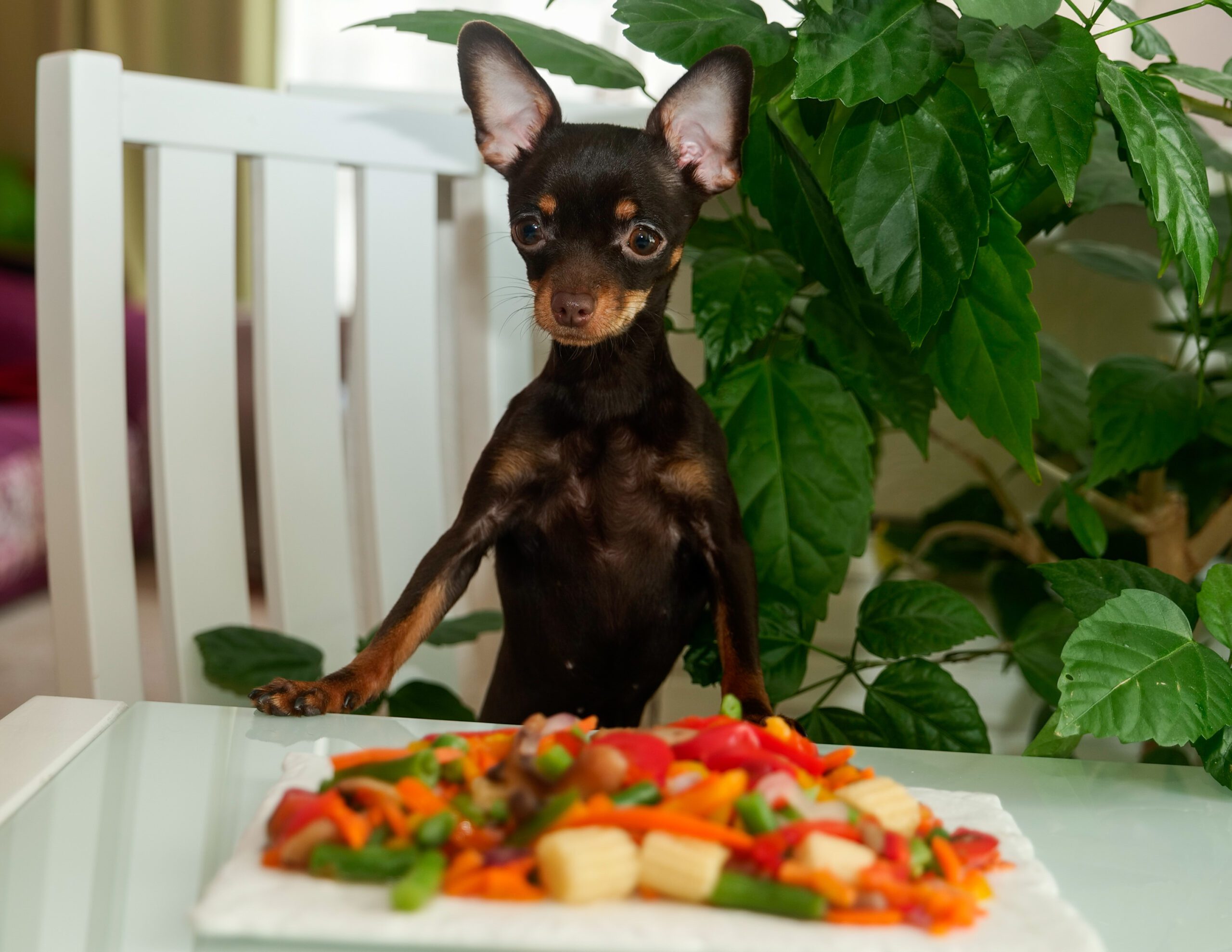 Los alimentos que sí puedes compartir con tu perro